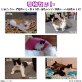 ǂԂ fBN^[ZNg |XgJ[h5ZbgiR{E|EQYEсE}gT^сj